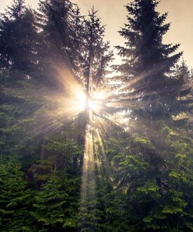 pivato_porte_natura pivato_porte_natura