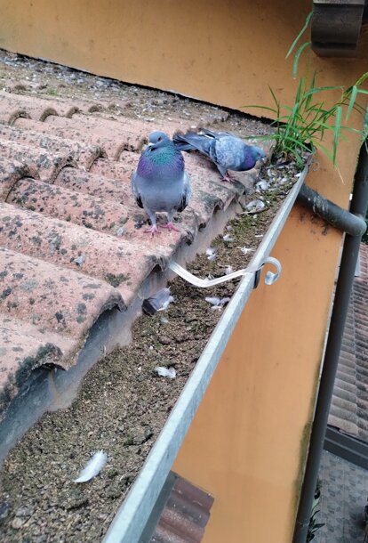 danni e sporco causato da piccioni