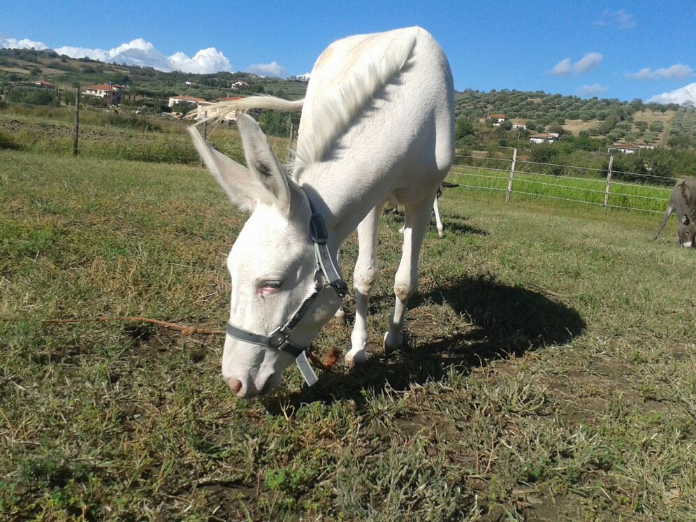 img-20160917-wa0004.jpeg img-20160917-wa0004.jpeg