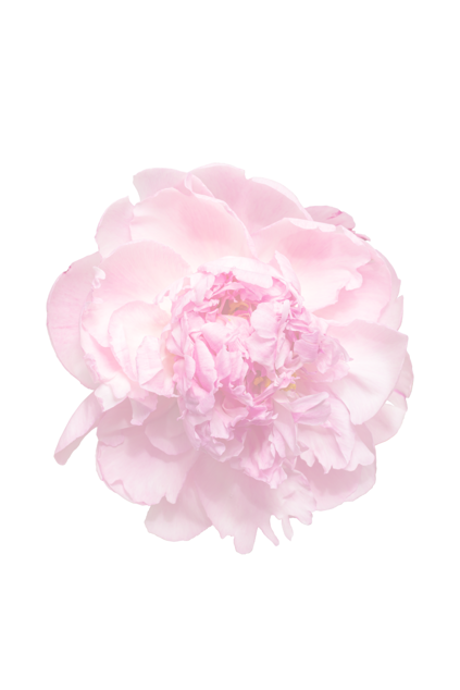 abbondanza evolutiva