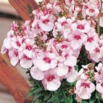 diascia-elegans-divara-blush