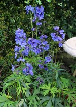 delphinium-belladonna-oriental-blue