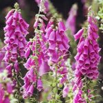 digitalis-purpurea
