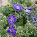 scabiosa-caucasica-fama-deep-blue