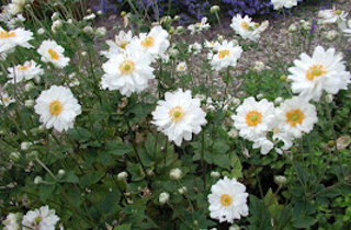 aquilegia%20caerulea%20biedermeier.jpeg