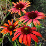 echinacea-hyb-cheyenne-spirit