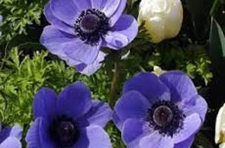 bidens%20ferulifolia%20belamy%20white.jpeg bidens%20ferulifolia%20belamy%20white.jpeg