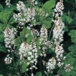tiarella-wherriy-white