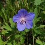 geranium-x-hyb-rozanne