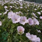 geranium-sanguineum-pink-summer