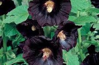 agastache%20mexicana.jpeg