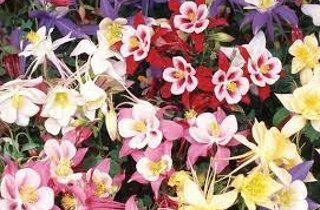 aquilegia%20crimson%20star.jpeg aquilegia%20crimson%20star.jpeg