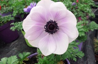 33900_67a4f962a3ca3159e7f7db7ada6b9e6fc2400f97