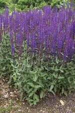 salvia-nemorosa-caradonna