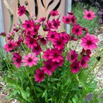 cosmos-atrosanguineus-cherry-chocolate