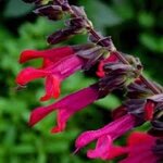 salvia-hyb-amante