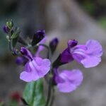 salvia-microphylla-carolus