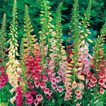 digitalis-purpurea-excelsior