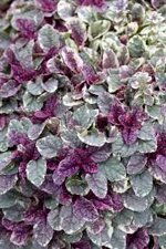 ajuga-reptans-burgundi-glow