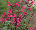 salvia-involucrata-mulberry-jam