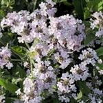 verbena-rigida-polaris-sky-blue