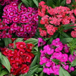 dianthus-barbarini-mix