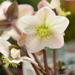 helleborus-niger