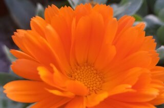 anemone%20x%20hybrida%20whirlwind.jpeg