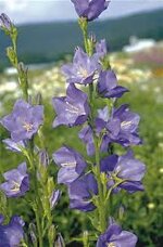 campanula-persicifolia-blue