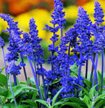 salvia-farinacea