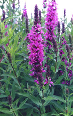 lythrum-salicaria-purple