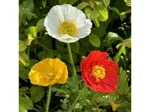 papaver-nudicaule-pop-up-mix