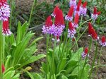 primula-vialii-red-and-rose