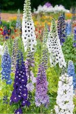 delphinium-eletum-magic-fountain