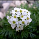 pritzelago-alpina-crystal-carpet