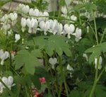 dicentra-exinia-amore-titanum