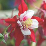 aquilegia-crimson-star