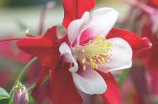 anemone%20nemorosa%20harmony.jpeg anemone%20nemorosa%20harmony.jpeg