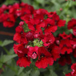 nemesia-hyb-lyric-deep-red