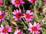 rhodanthemum-hosmariense-marrakeck