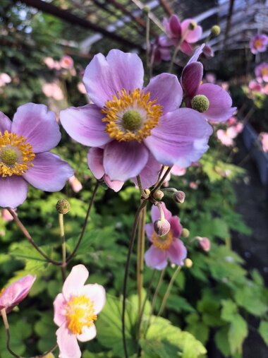 33900_7c92929a8907173d721eee32adb5c3cfc002cdb8 33900_7c92929a8907173d721eee32adb5c3cfc002cdb8