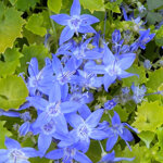 campanula-garganica