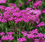 achillea-millefolium-cerise-quenn