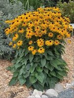 rudbeckia-fulgida-goldsturm