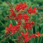 crocosmia-lucifer