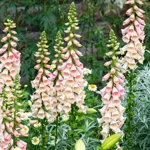 digitalis-purpurea-dalmatian