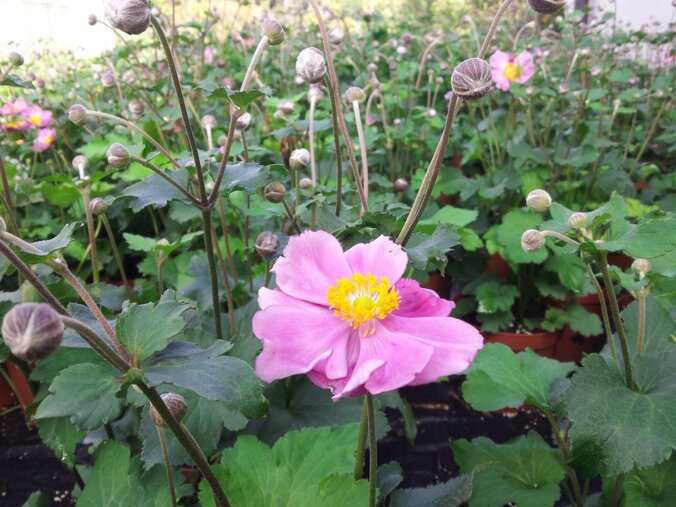 33900_8ec0ee336f44fffa381269b93800249297882850