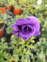 anemone-coronaria