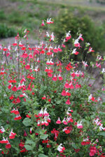 salvia-microphylla-hot-lips