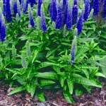 veronica-spicata-ulster-dwarf-blue